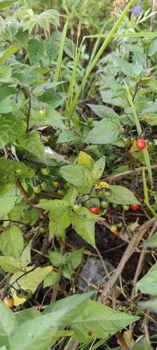 bittersweet nightshade