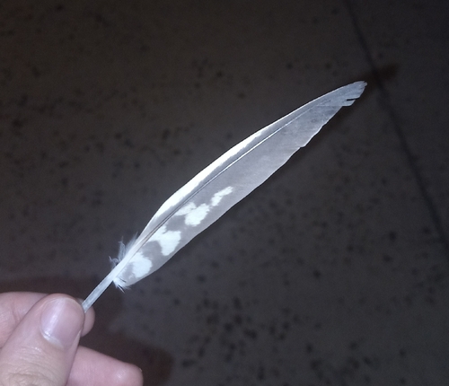 Domestic Cockatiel