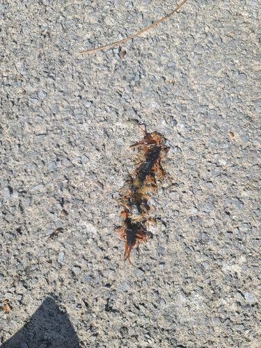 Chinese Red-headed Centipede