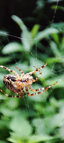 Cross Orbweaver