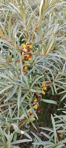 Sea-buckthorn