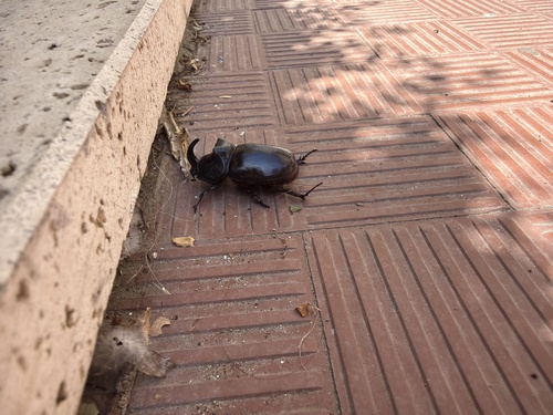 Iberian rhinoceros beetle