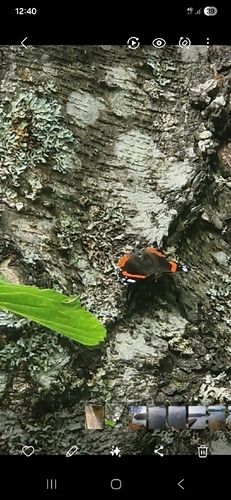 Red Admiral