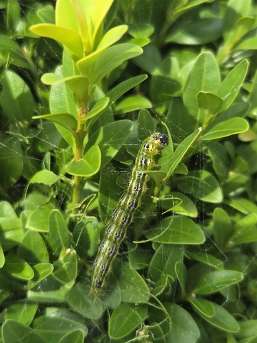 Box Tree Moth