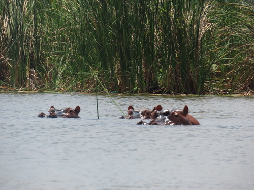 Common Hippopotamus