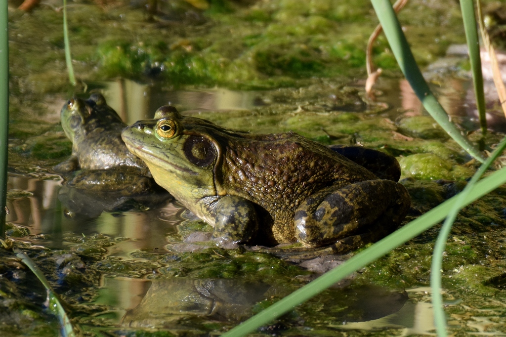American Bullfrog from Clapp Park, Lubbock, TX, USA on May 03, 2020 at 0709 PM by jcochran2