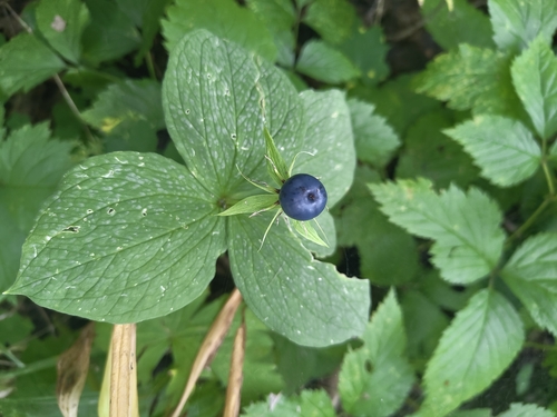 Herb Paris