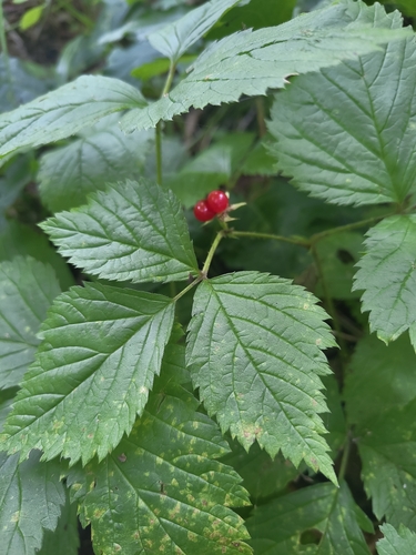 Stone Bramble