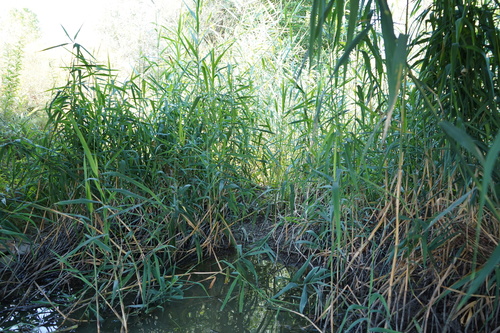 common reed
