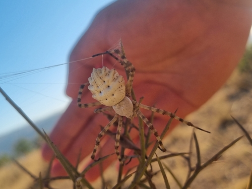 Lobed Argiope