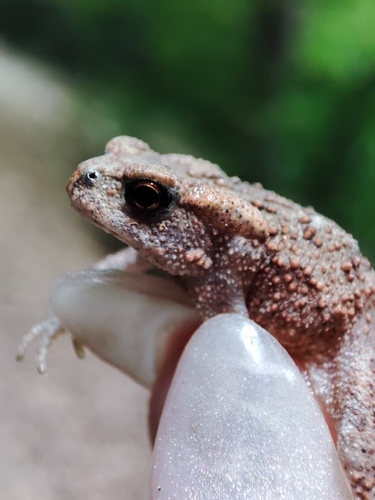 European Toad
