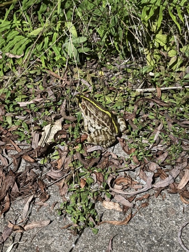 Black-spotted Frog
