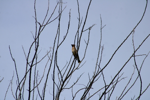 Cedar Waxwing