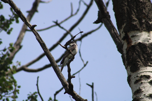 Eastern Kingbird