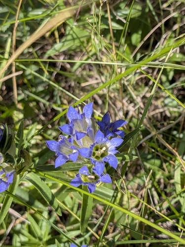 pleated gentian