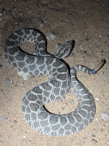 Western Massasauga