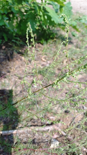 Field Sagewort