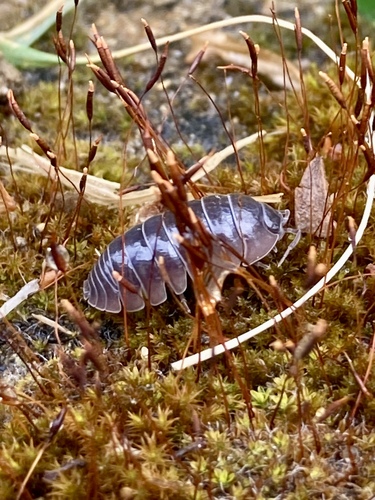 Pillbugs