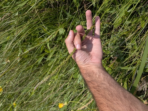 common arrowgrass