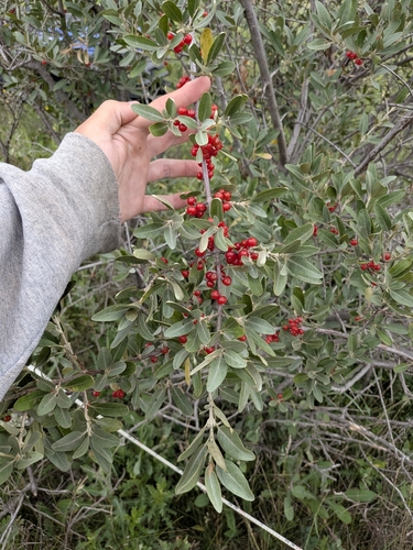 silver buffaloberry