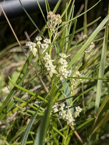 whorled milkweed