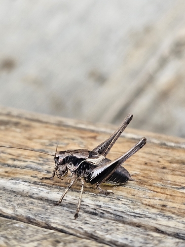 Dark Bush-cricket