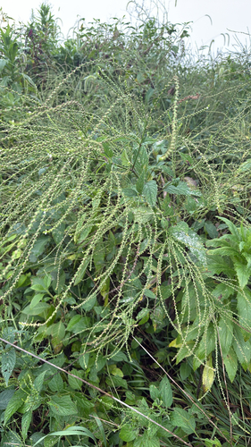 white vervain