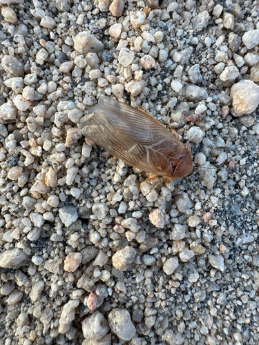 Hairy Desert Cockroach