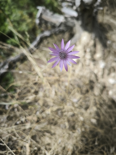 Immortelle