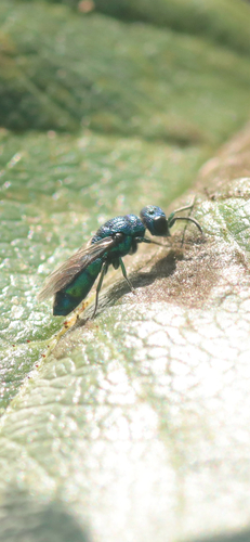 Blue Cuckoo Wasp