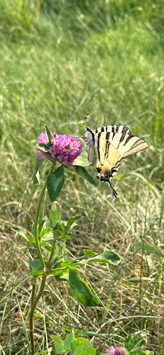 Scarce Swallowtail