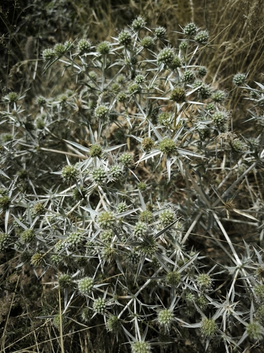 Field Eryngo