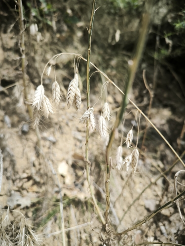 corn brome