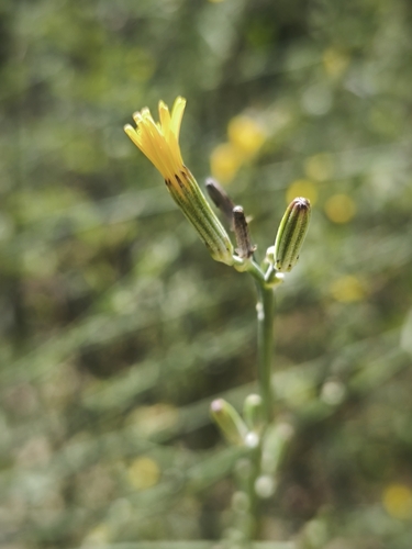 Rush Skeletonweed