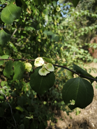 Jerusalem Thorn