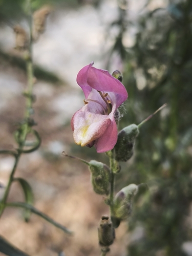 Snapdragon