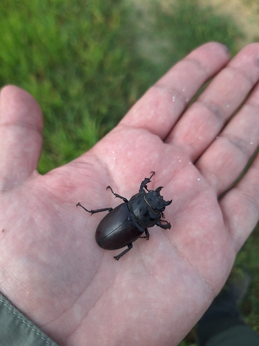 European Stag Beetle