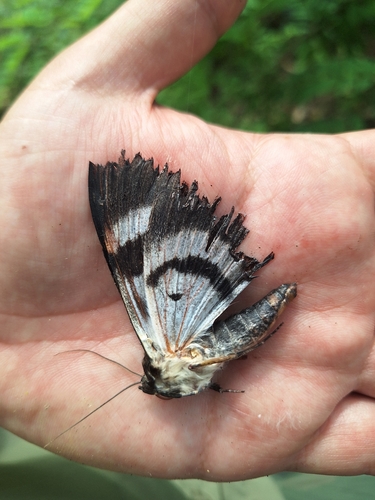 Blue Underwing