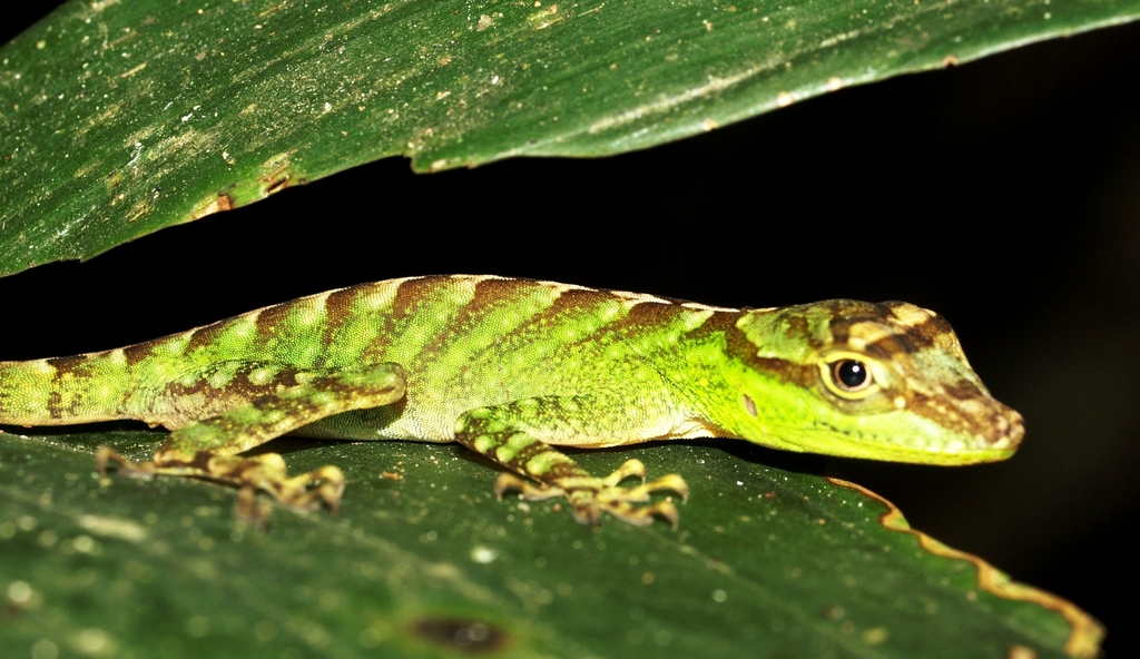 Small-scaled Anole from San Antonio de los Altos on March 18, 2010 by ...