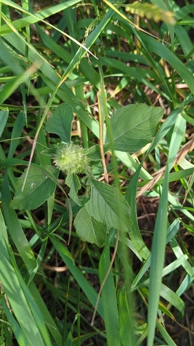 Redroot Amaranth