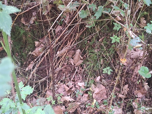 European Common Frog