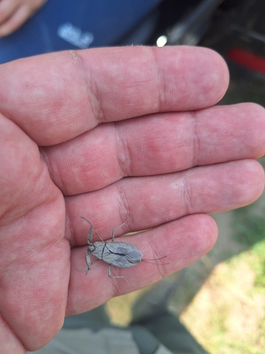 Eurasian Water Scorpion