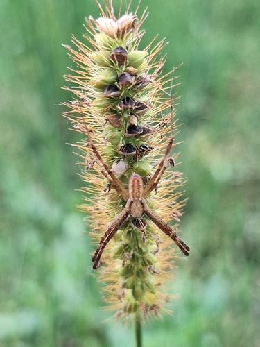 Wasp Spider
