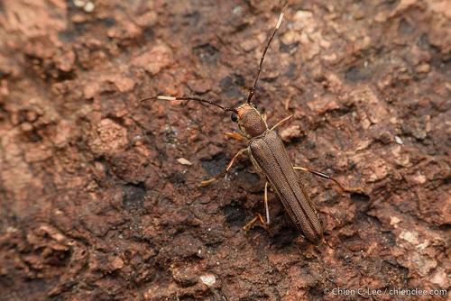 Thranius brunneus