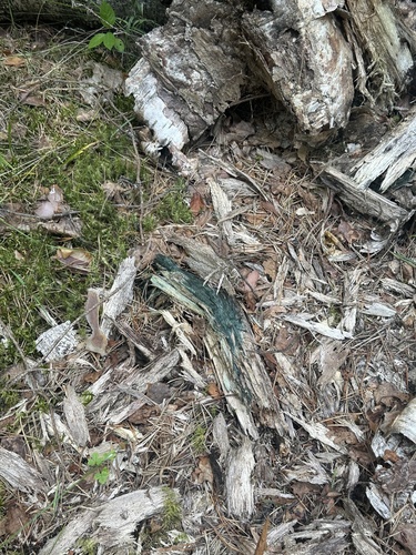 Chlorociboria