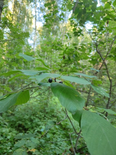 alder buckthorn