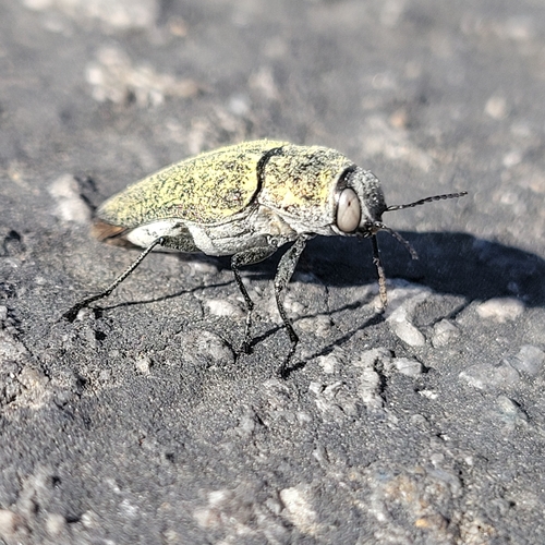 iNaturalist observation photo of Gyascutus planicosta