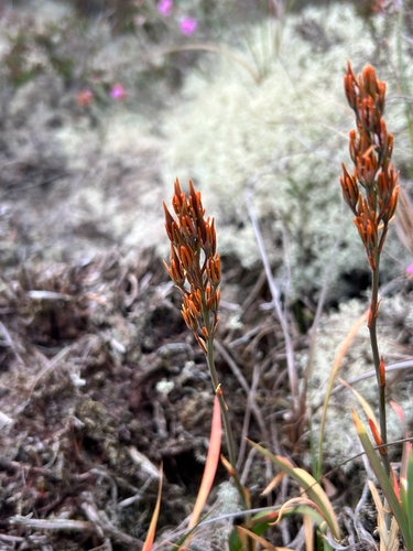 bog asphodel