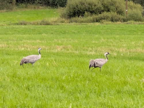 Common Crane