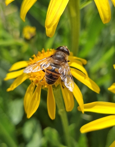 Common Drone Fly